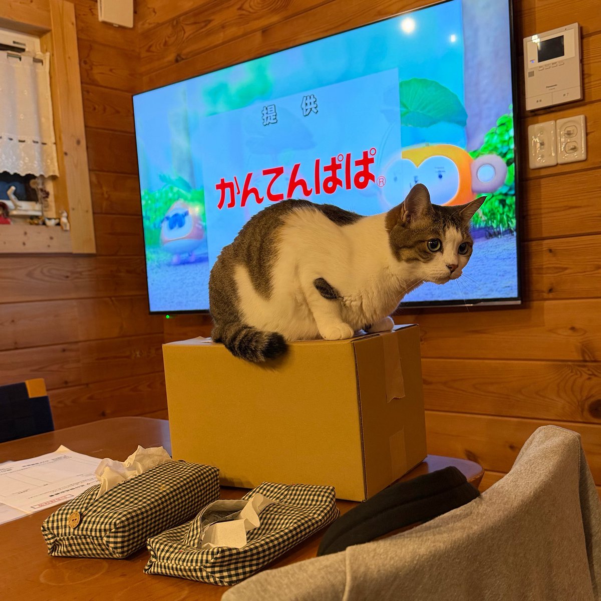 たぬKIKI tweet media