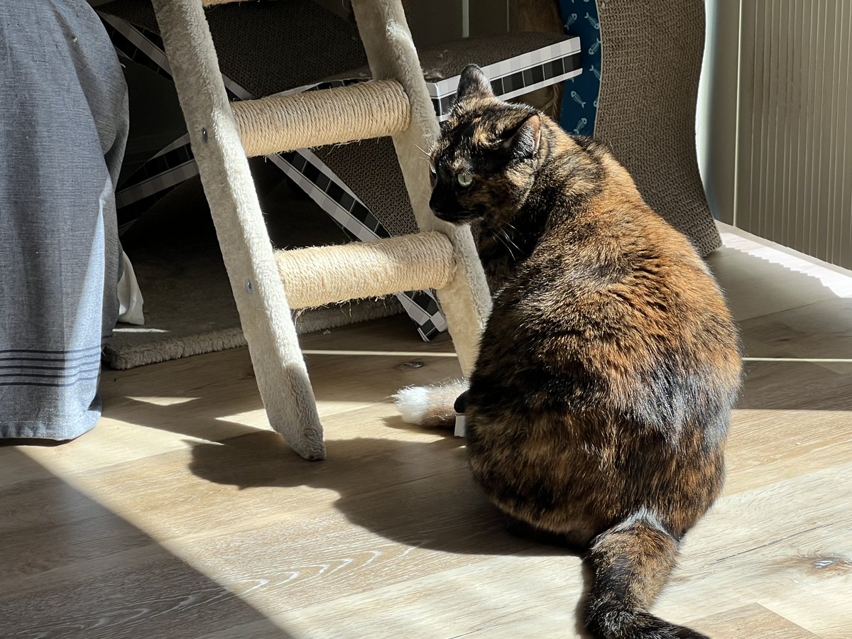 Ronnie Ó Conchobhair tweet media