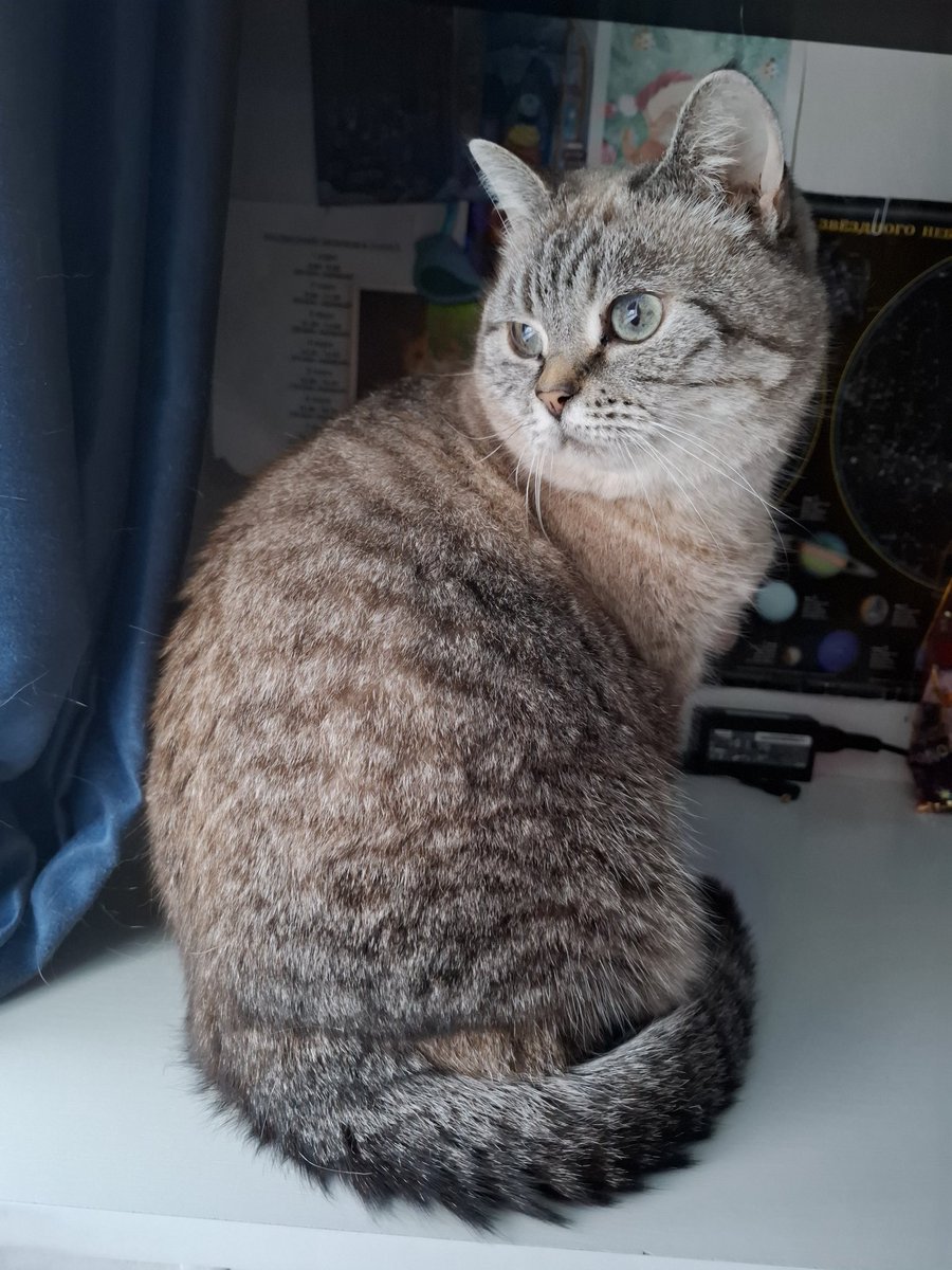 Азазелло || смотрите, я черешня tweet media