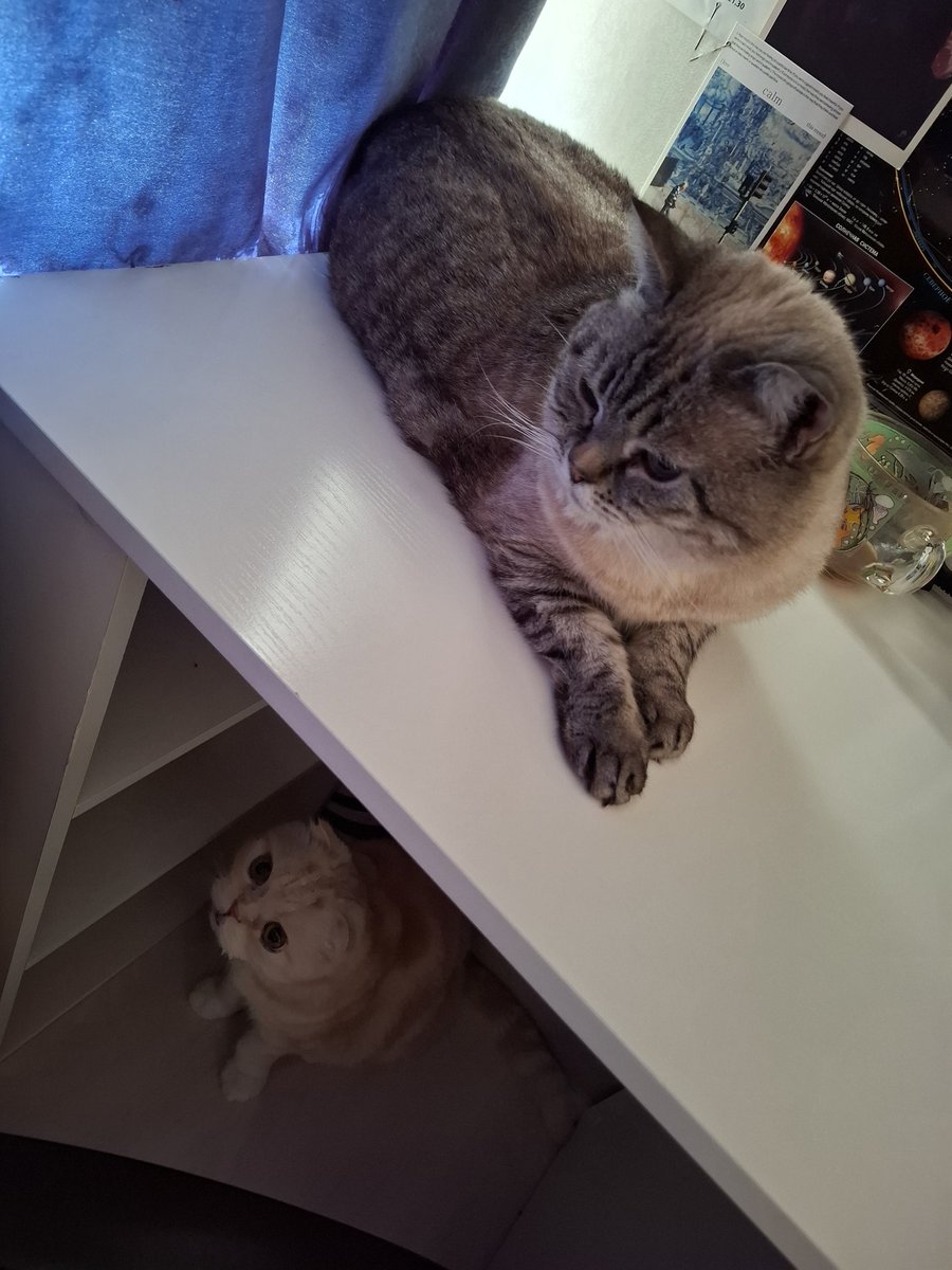 Азазелло || смотрите, я черешня tweet media