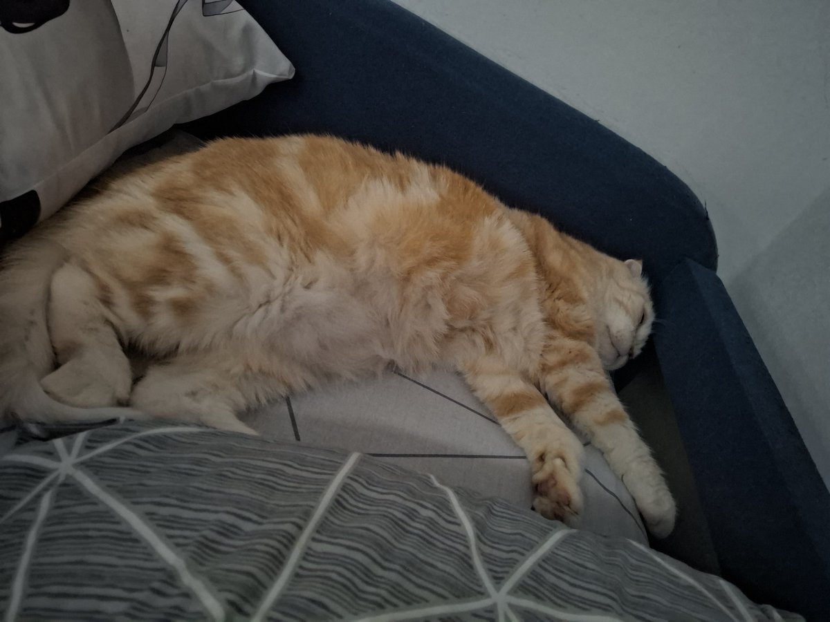 Азазелло || смотрите, я черешня tweet media