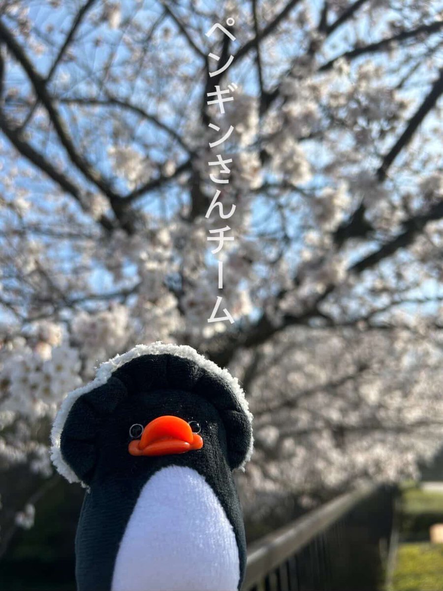 秘密の森庭 tweet media