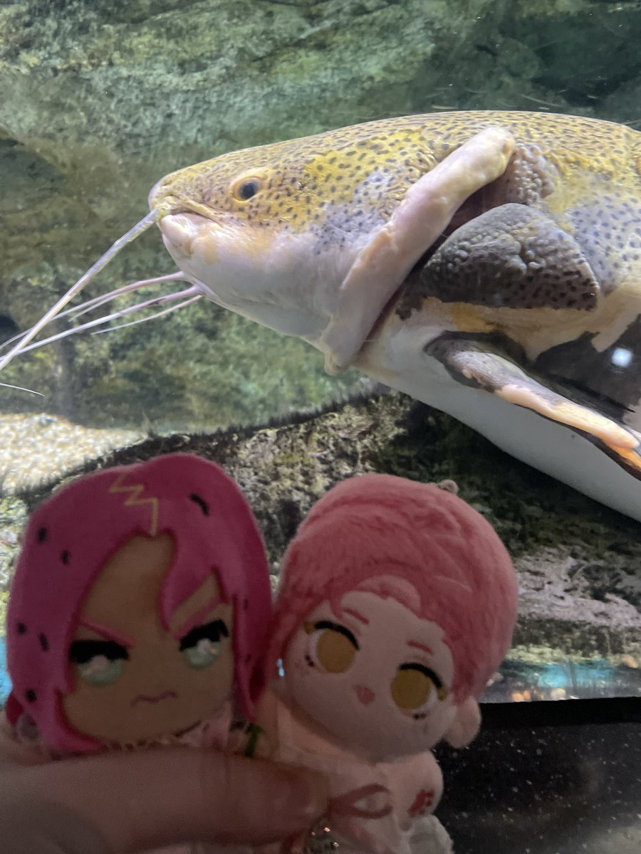 MILLY #diadopnation 🩷💜 tweet media