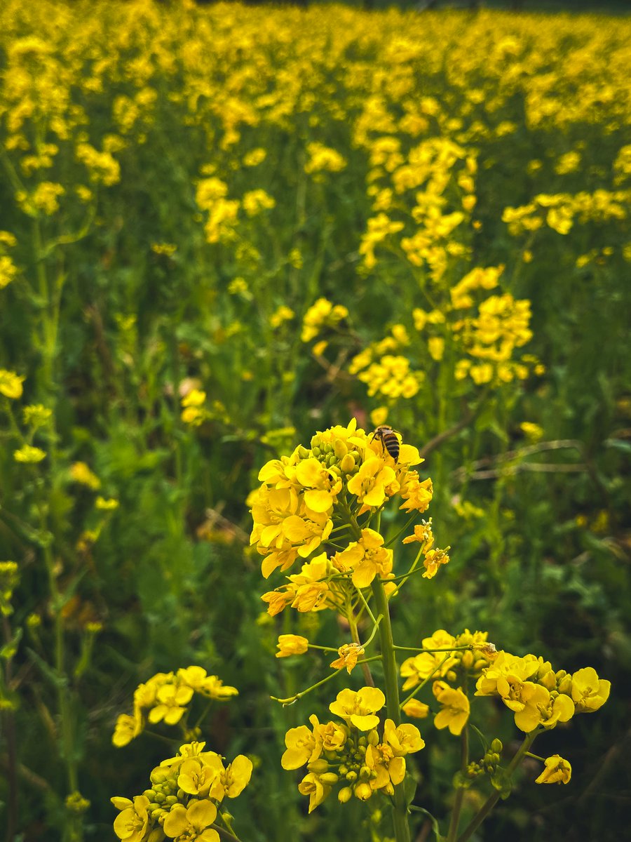 MUHAMMAD MONE LADIH tweet media