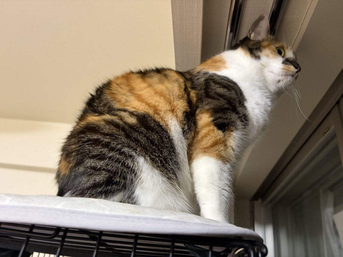 夜のお外観察。 雨こんこだねぇ。見える？ #猫 #猫のいる暮らし #猫の