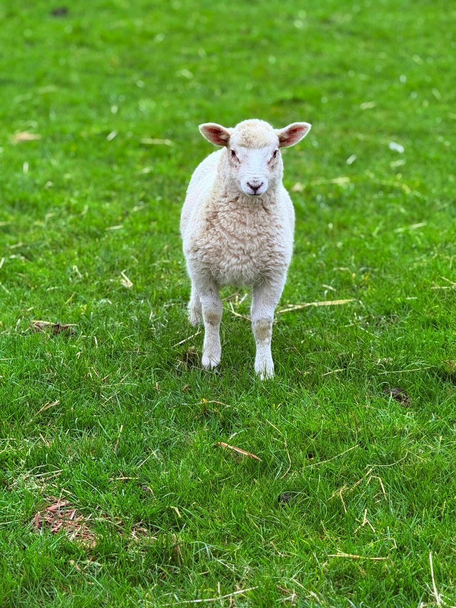 Samuel pedroza tweet media