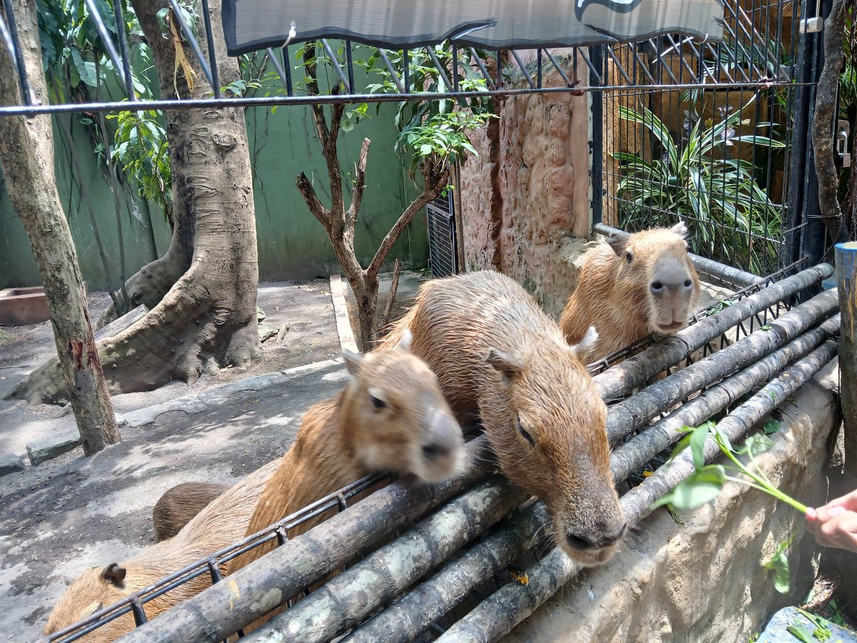 zoo date 🦒🍦👣