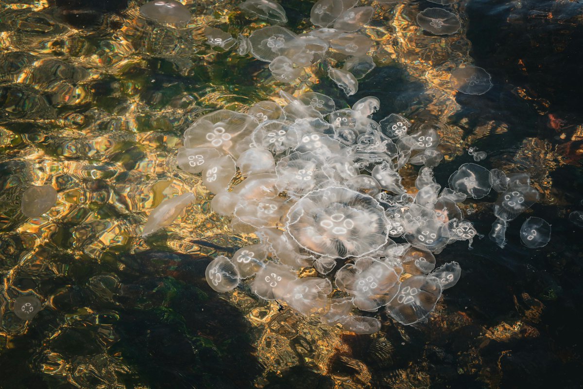 Samuel pedroza tweet media