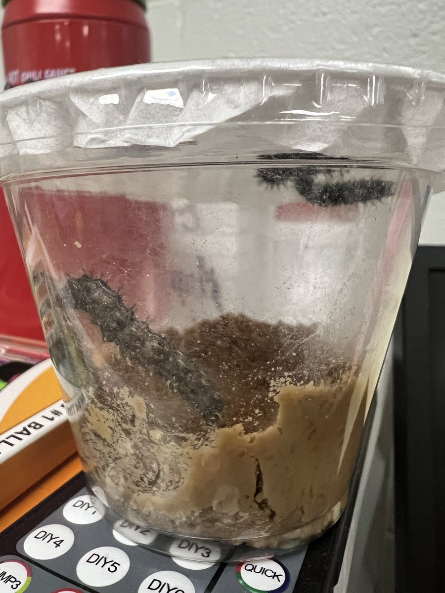 hclark444's tweet image. They are getting huge!!! 

#lifecycle #paintedlady #caterpillars