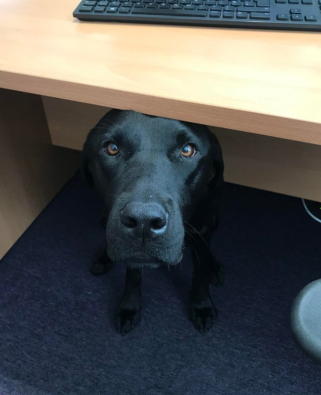 Best in Dogs tweet media