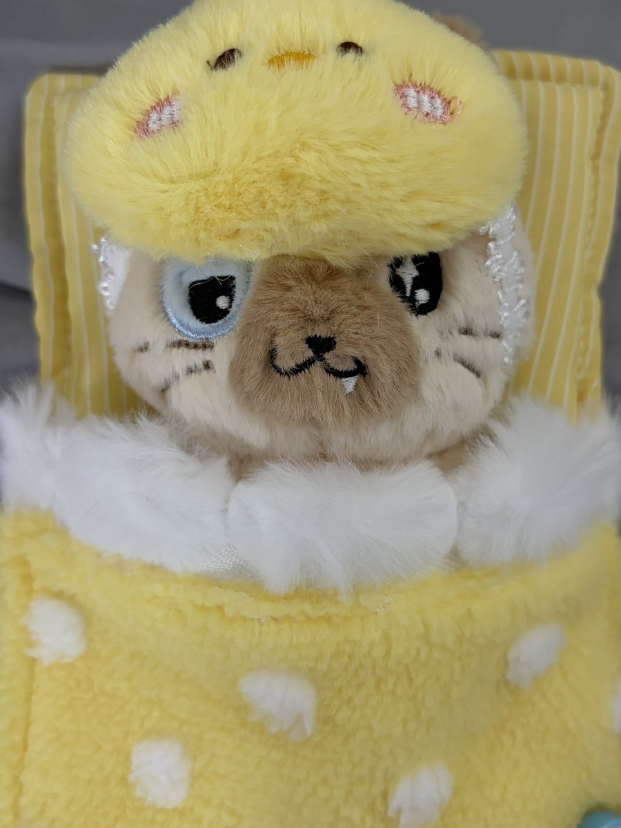 꾸냥이 잠들게요~
애가 지쳐보이는 건 기분탓인가..
근데 파우 인형 생긴 거 너무 기분 좋은 걸 우뜩해...

#POW #파우 #현빈