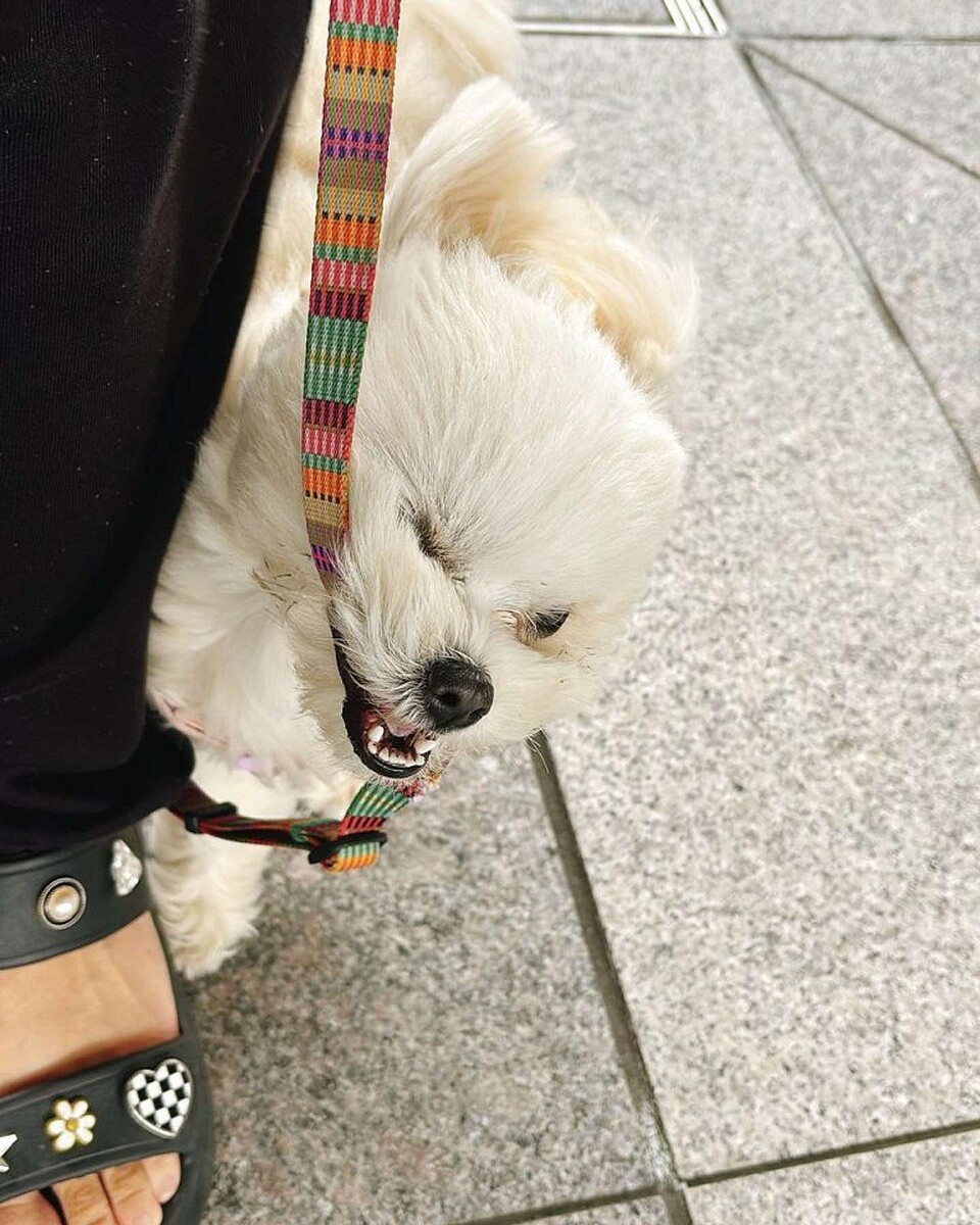 ライブドアニュース tweet media