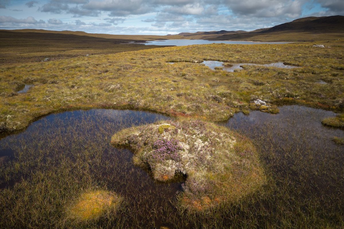 Trees for Life tweet media