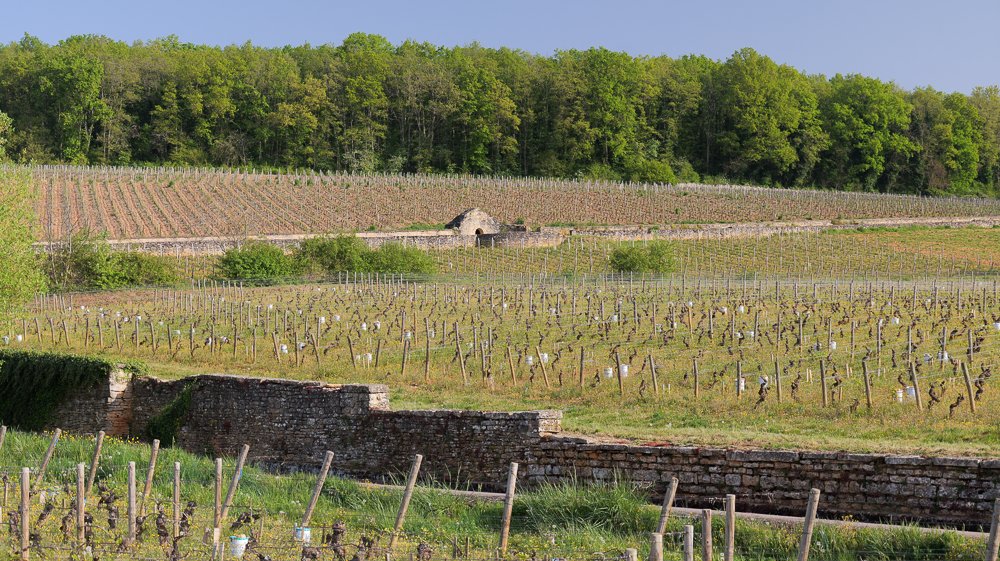 Jamie Goode tweet media