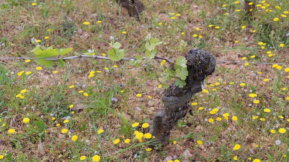 Jamie Goode tweet media