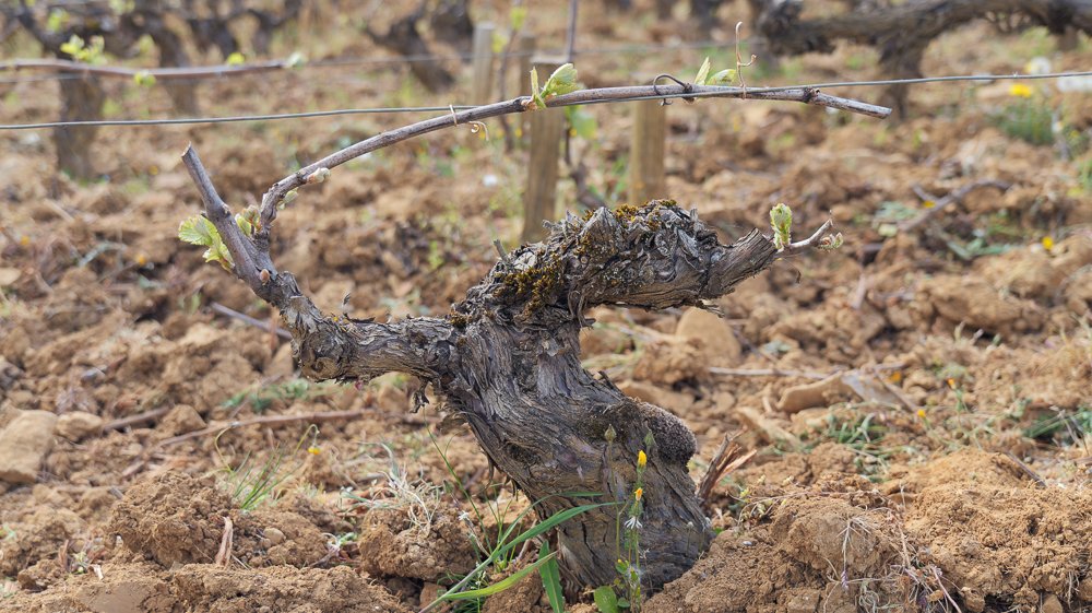 Jamie Goode tweet media