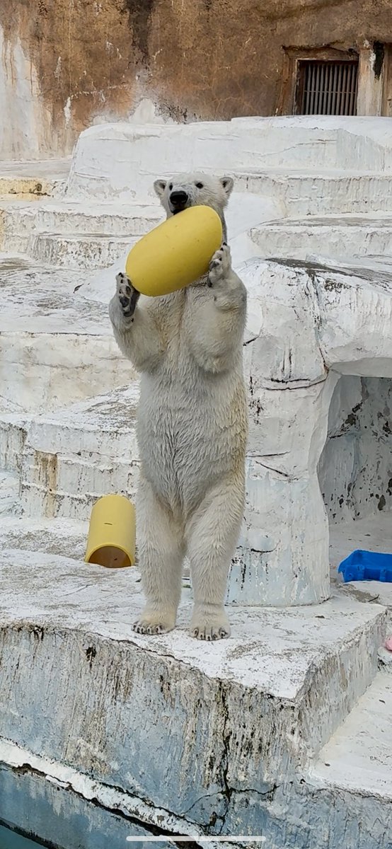 イアラ🐻❄️🤍 tweet media