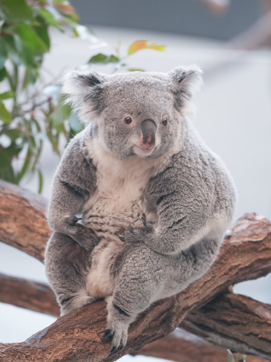 さとこ tweet media