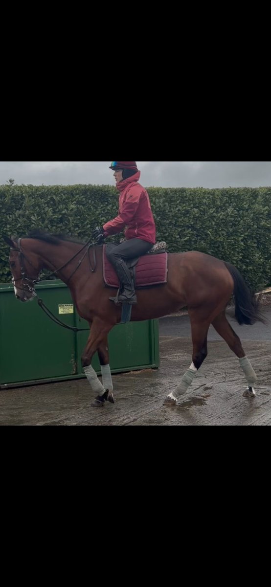 ClosuttonRacing's tweet photo. Our latest recruit, Vinyl Verdict x Jukebox Jury, on the gallops this morning. 

Looking forward to seeing her on a racetrack in the coming weeks. https://t.co/reWtYB5E0J