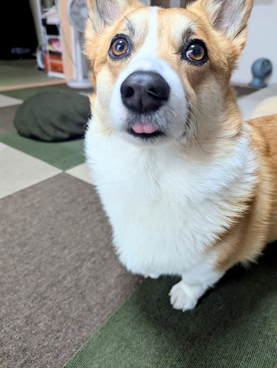 えままん＠コーギー🐶 tweet media