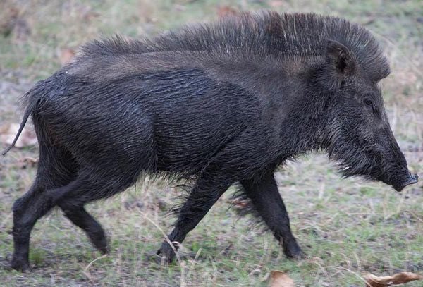 سعود السلطاني 🇰🇼 tweet media