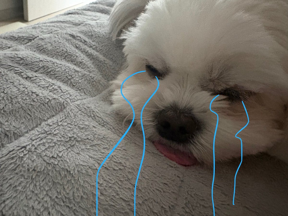 백미🐶 tweet media