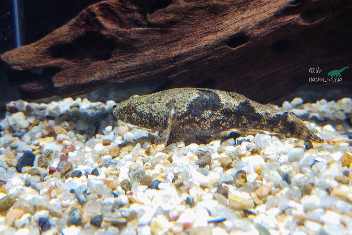 lik_nasua_nasua's tweet photo. #すいすいすいようび
ヒレ閉じ気味 (´・ω・`)
#熊本市動植物園
#水辺のインフォメーションセンター
#ドンコ
#DarkSleeper https://t.co/uODENktVvD