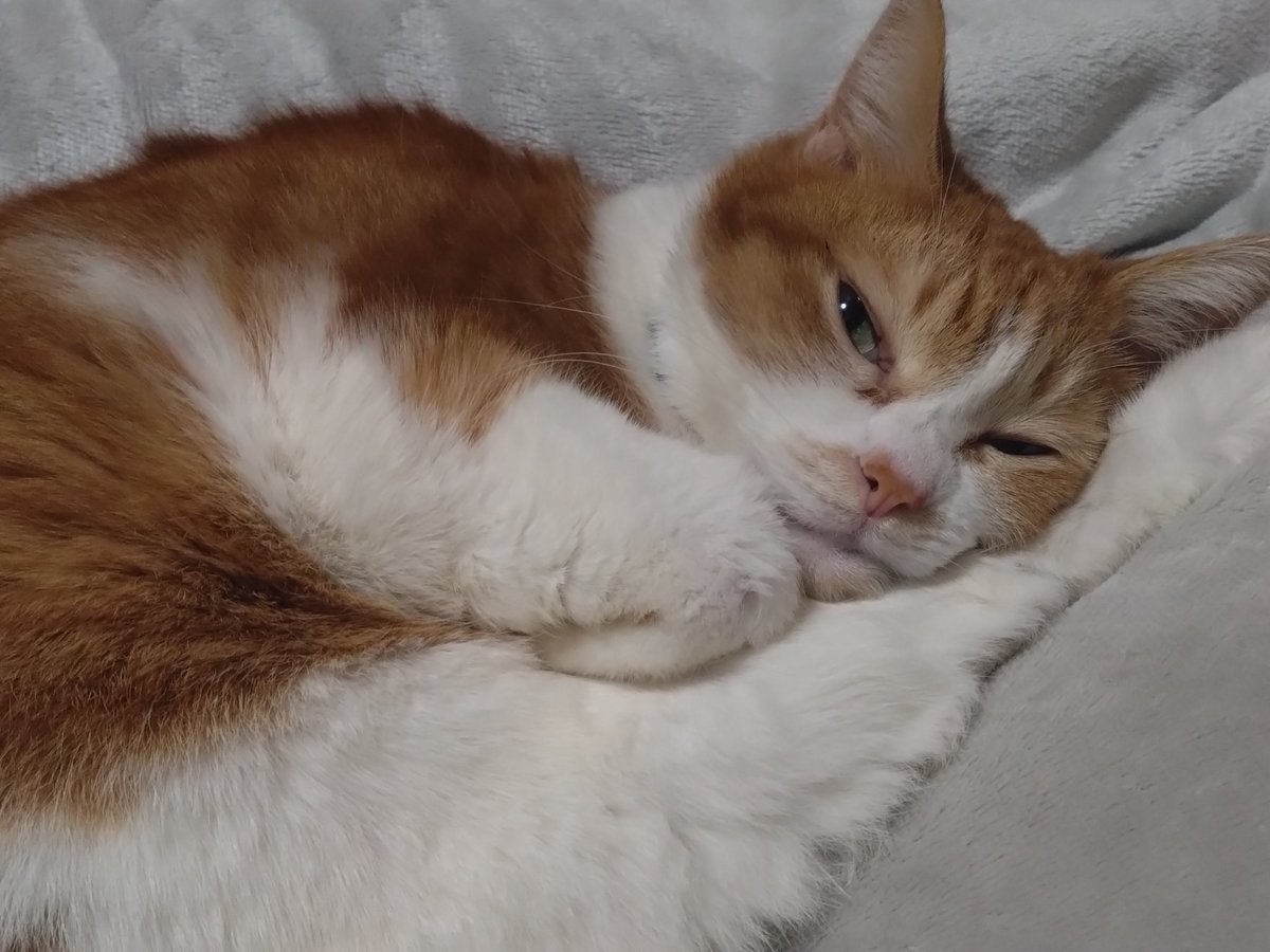 かなた tweet media