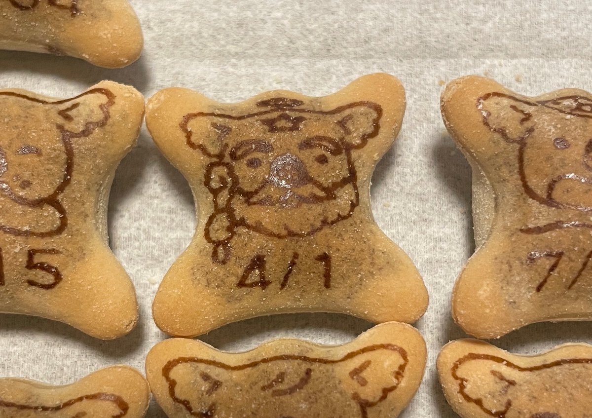 今日のコアラ🐨またスーパーゼウスでた！