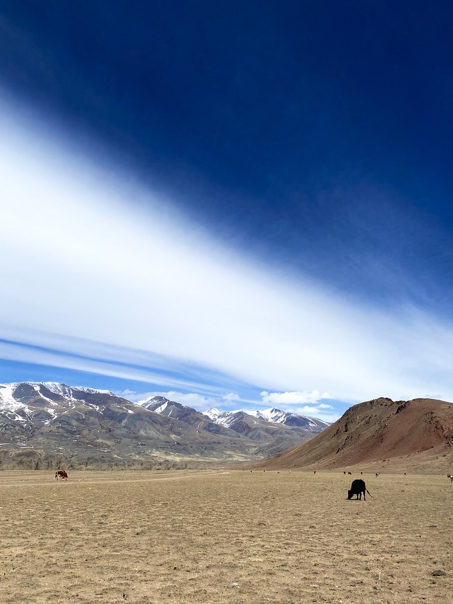 а ну погавкай tweet media