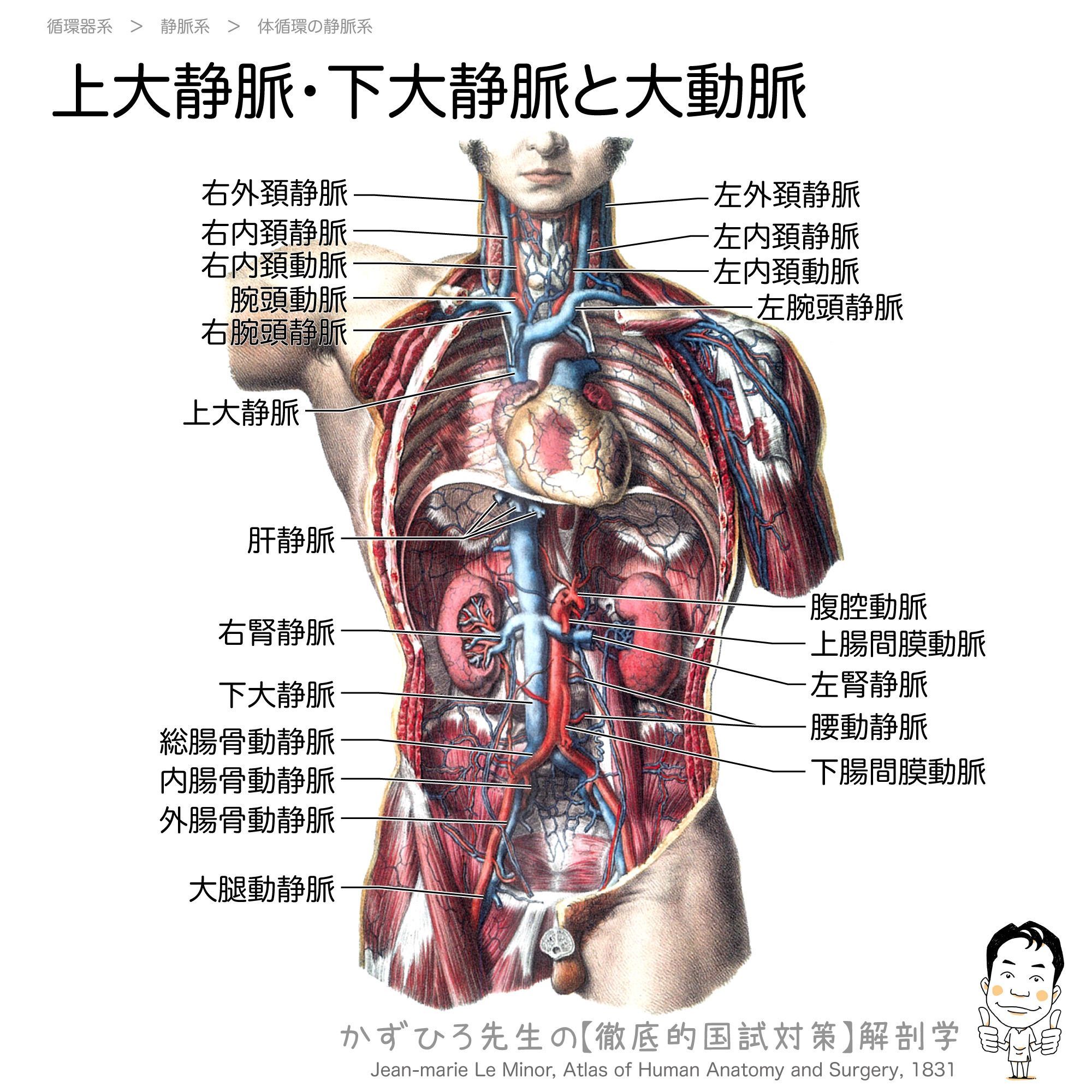 黒澤一弘・触芯会｜Claude・解剖・指圧・iOSアプリ開発 on X: 