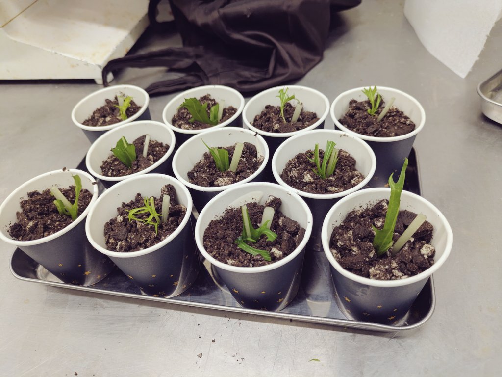 doll_il's tweet photo. 植木鉢作った！

じゃなくて、レアチーズケーキに砕いたオレオ乗せて、水菜ぶっ刺しましたw 
めっちゃ可愛く出来たよ〜🌱 https://t.co/slUqFyjCnn