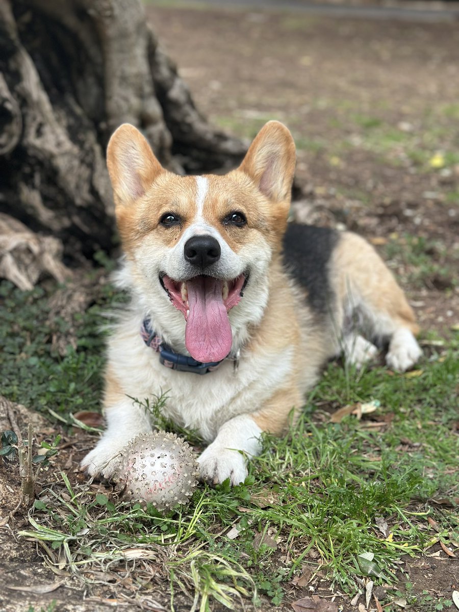 аутопсина тревожная | עם ישראל חי tweet media
