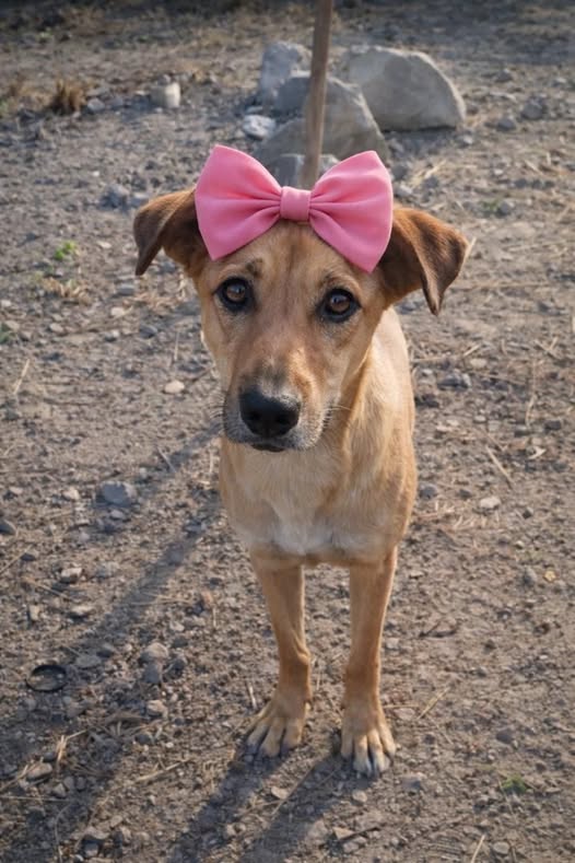 Carolina tweet media