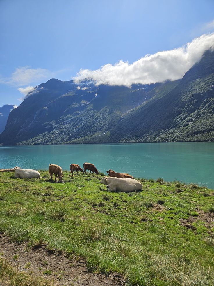 lilyavibe's tweet photo. Loen, Norway https://t.co/wEis0jzMp4