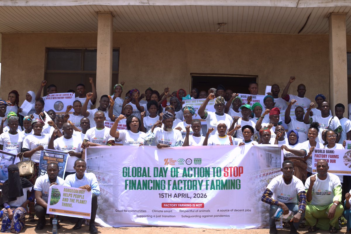 As the <a href="/WorldBankGroup/">World Bank Group</a> annual meeting unfolds, voices from across the world are rising. Public development banks must stop financing factory farming and support sustainable food systems instead. #StopFinancingFactoryFarming
<a href="/WorldBankAfrica/">World Bank Africa</a> <a href="/YouthinAgroNet/">Youth in Agroecology and Restoration Network</a> <a href="/S3F_global/">Stop Financing Factory Farming</a> <a href="/IFC_org/">IFC</a>