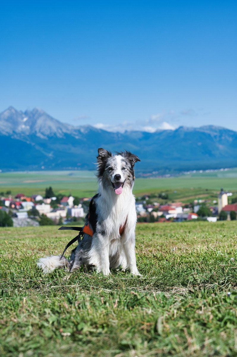 econd junior tweet media