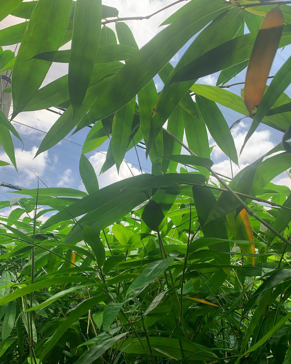 newshootsbamboo's tweet image. Nothing says 𝐓𝐫𝐨𝐩𝐢𝐜𝐚𝐥 quite like Bamboo! We are a Wholesale Nursery - Open by Appointment Only for pick up for Landscape Professionals, please call for consultation / tours.
newshootsbamboo.com/contact
#landscapedesign
#southflorida
#bamboo
#tropicalparadise
#greenliving