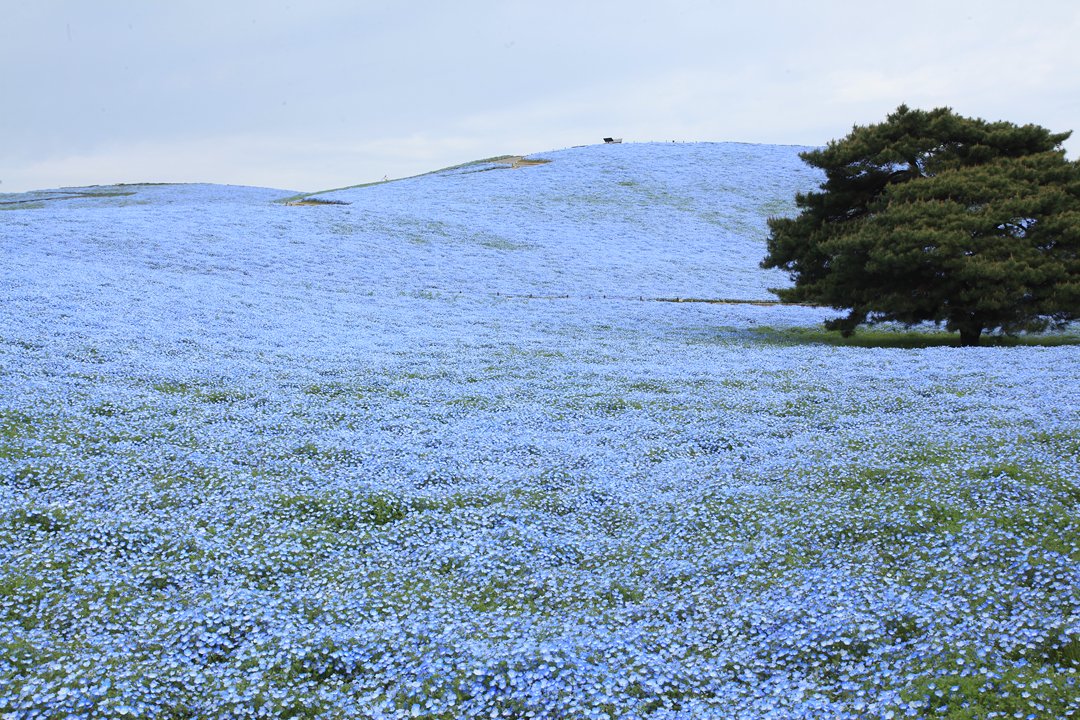 花追人 tweet media