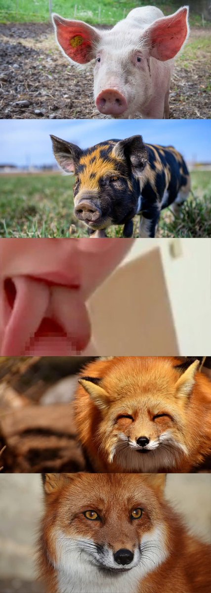 てんこ tweet media