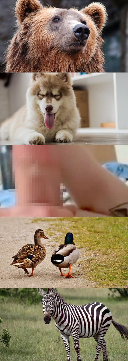 てんこ tweet media