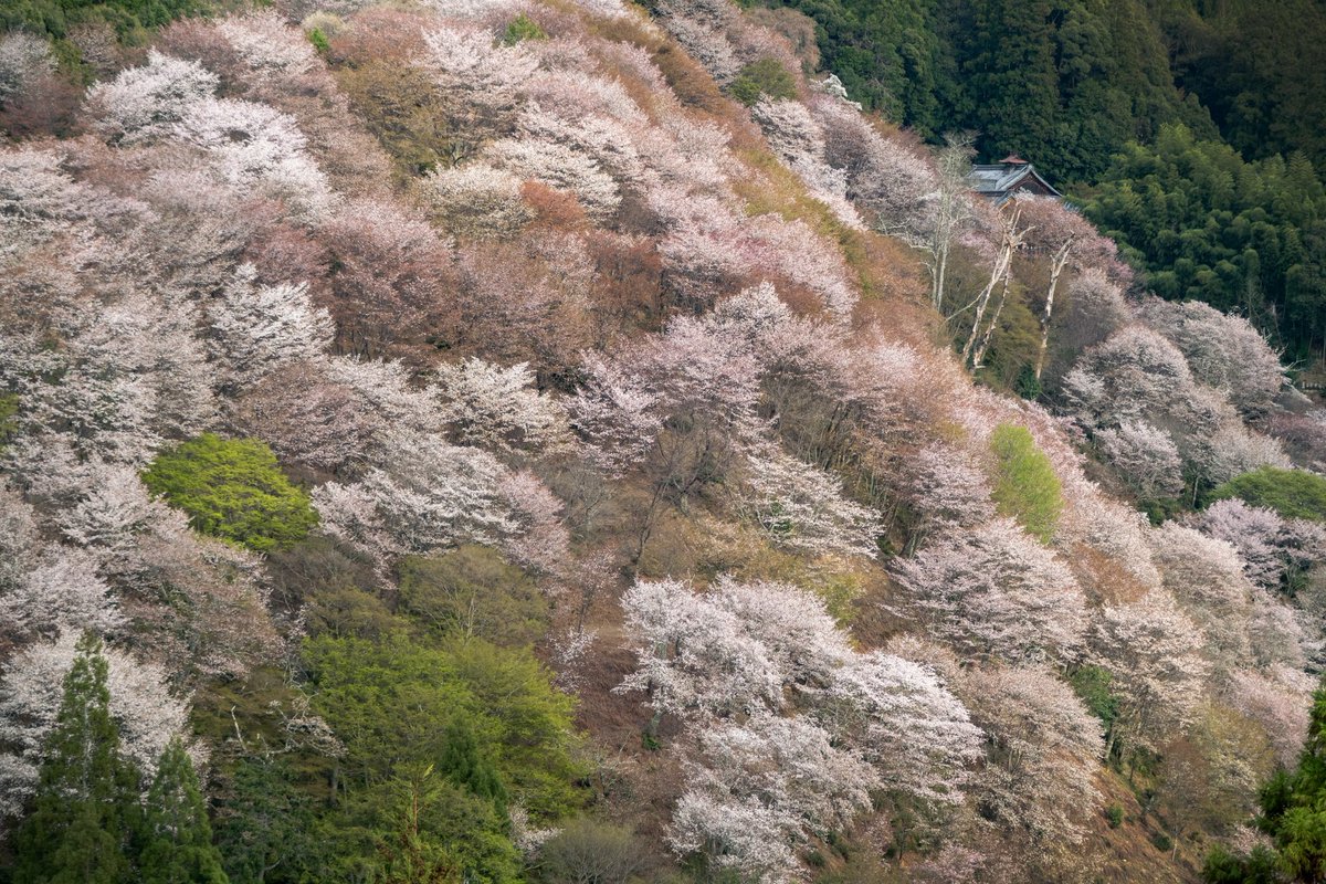 nimograph's tweet photo. 2026.4.5 吉野山

#fujifilm_xseries https://t.co/MEzlGEoYbQ