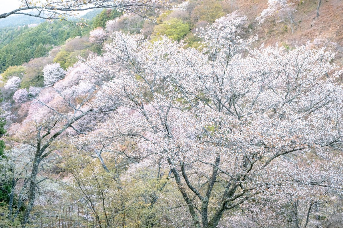 nimograph's tweet photo. 2026.4.5 吉野山

#fujifilm_xseries https://t.co/MEzlGEoYbQ