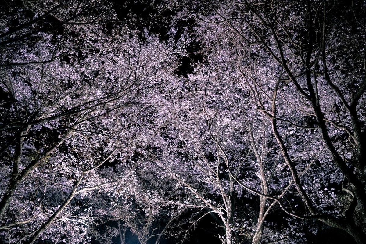 nimograph's tweet photo. 2026.4.5 吉野山

#fujifilm_xseries https://t.co/MEzlGEoYbQ
