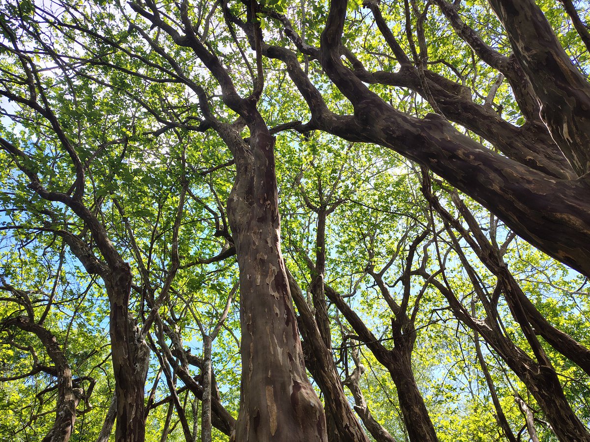 Lifesab5138's tweet image. #photographyisart #trees