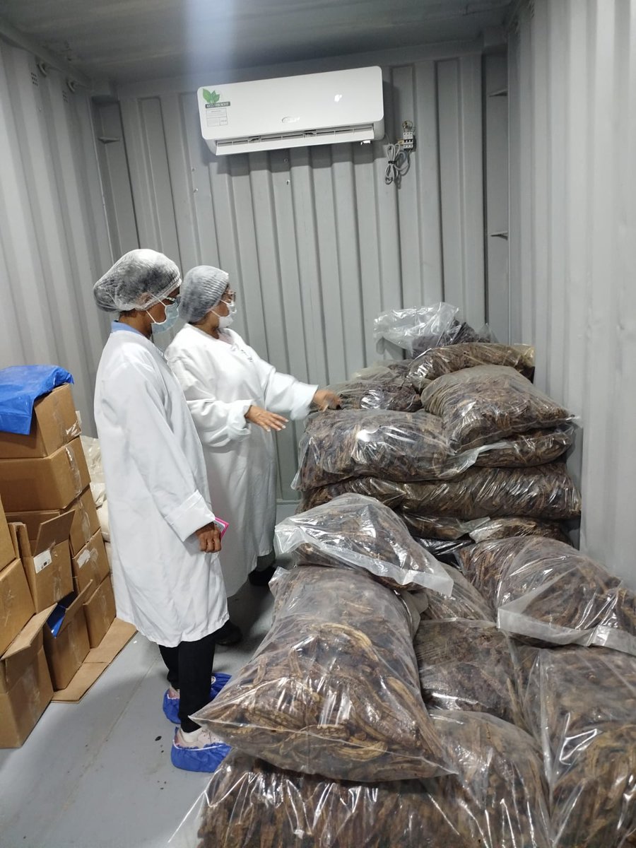 #Manabí | En el cantón #Manta, realizamos inspección fitosanitaria en lote de banano deshidratado para exportación, con la finalidad de mantener los estándares de calidad que respalden a nuestros productos en los mercados internacionales.
#ExportamosCalidad 🇪🇨