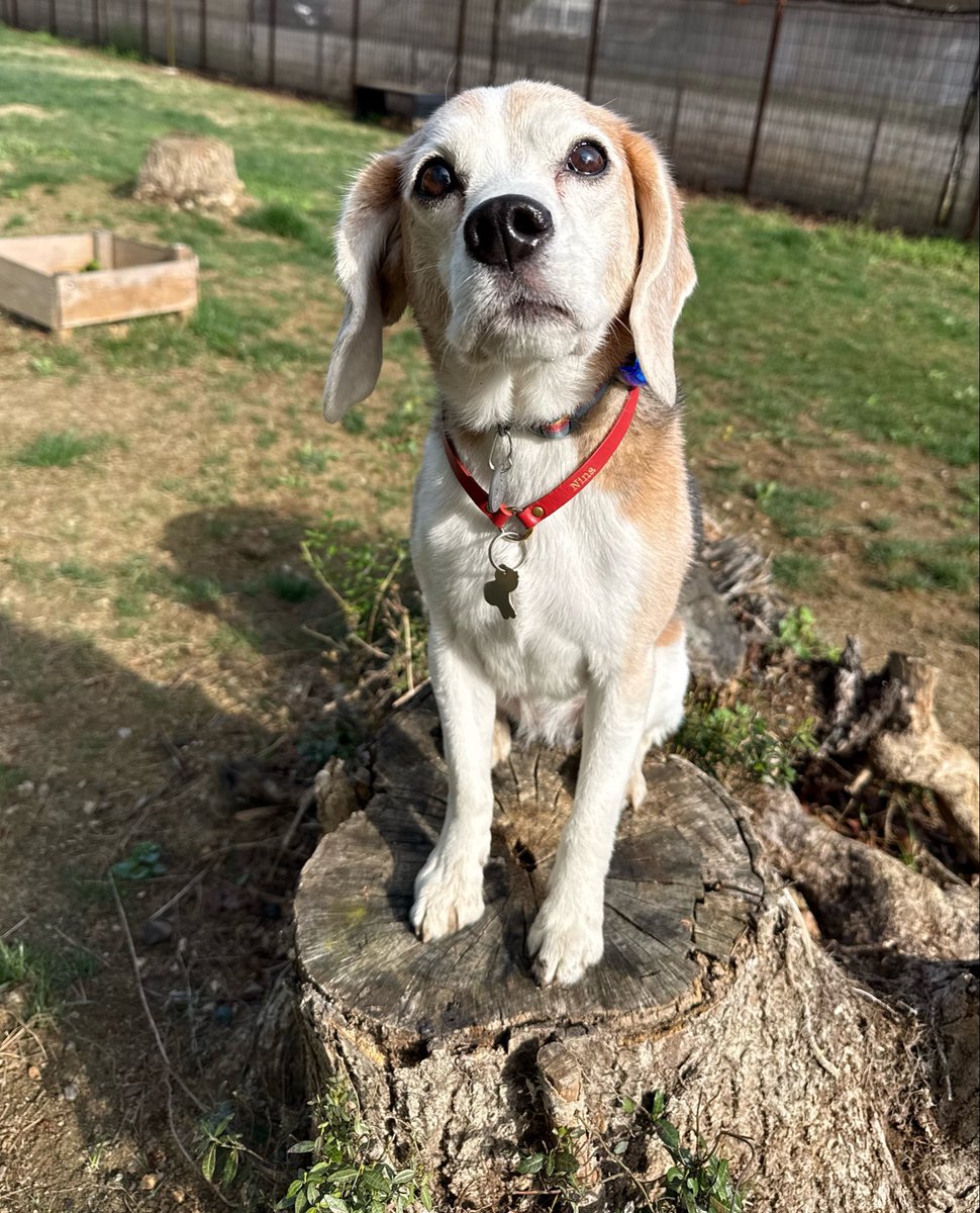 _Nina1018_'s tweet photo. 最近は週2でドッグラン🐾 https://t.co/QWhZJAkIZi