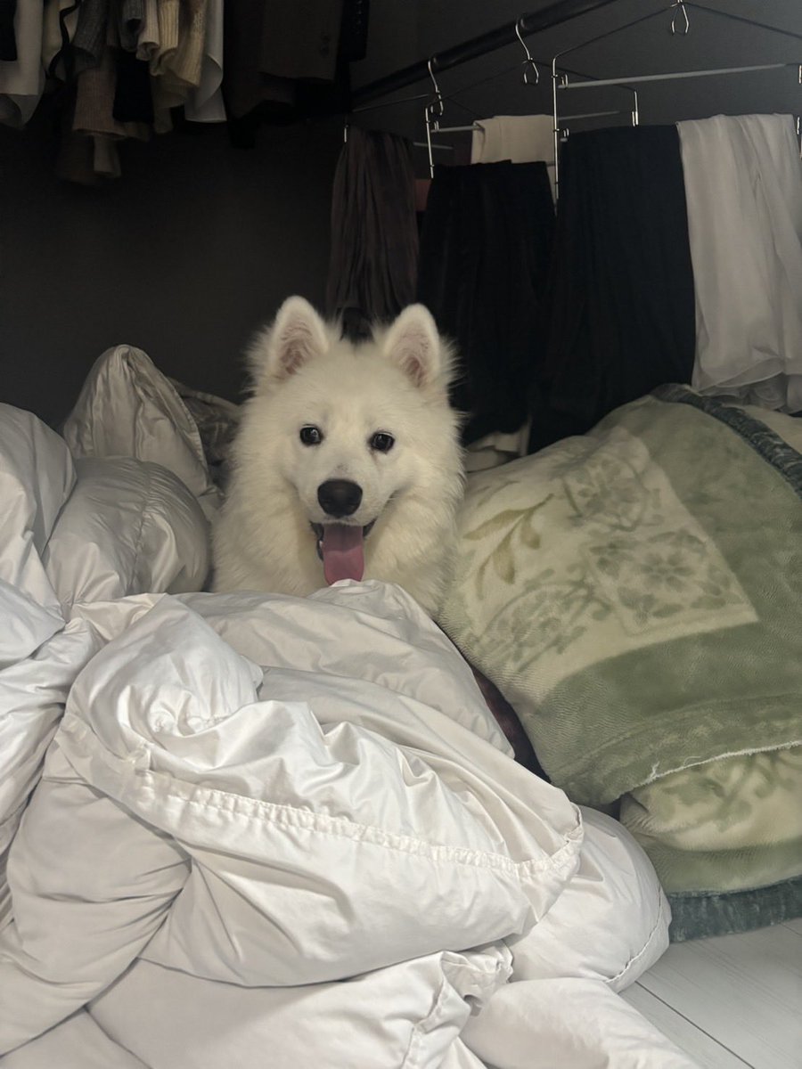 ハマ太郎の日常【サモエド】 tweet media
