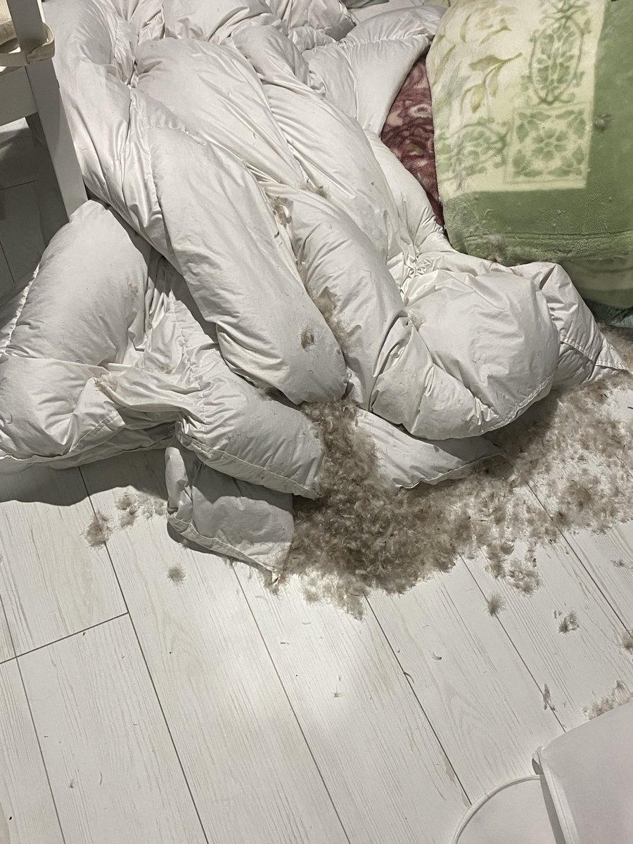 ハマ太郎の日常【サモエド】 tweet media