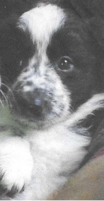 Protect_Wldlife's tweet photo. How many birthday wishes can Bryn get. I can’t believe it is 13 years since you were that little ball of fluff. 

Love you to bits ❤️. https://t.co/z6UWjeyA1L